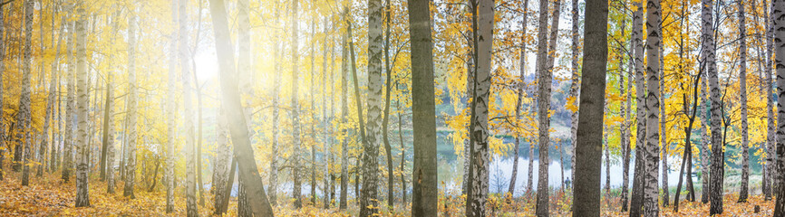 Birch grove against the lake on sunny autumn day, landscape, panorama, banner