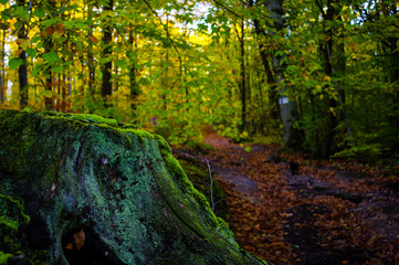 Obraz premium path in the forest