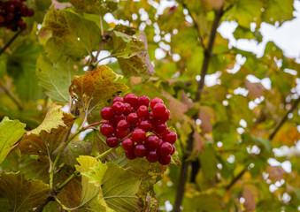 Red berries of red viburnum remaining on the branches in the fall.