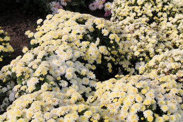 Chrysanthemum multiflora or chrysanth. Cultivar with white flowers
