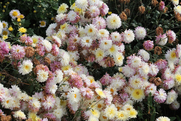 Hardy chrysanth (Chrysanthemum koreanum) or Hardy Mum. Cultivar with white double flowers
