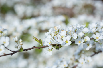 ユキヤナギの花