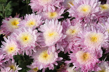 Hardy chrysanth (Chrysanthemum koreanum) or Hardy Mum. Cultivar with pink double flowers