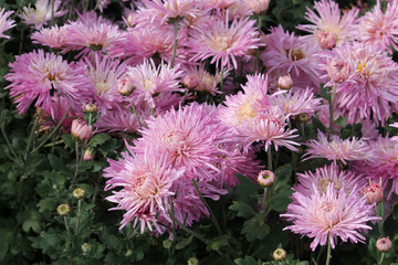 Hardy chrysanth (Chrysanthemum koreanum) or Hardy Mum. Cultivar with pink double flowers