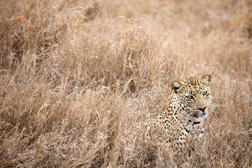Closeup from beautiful leopard hiding in the grass in Serengeti National Park, Tanzania