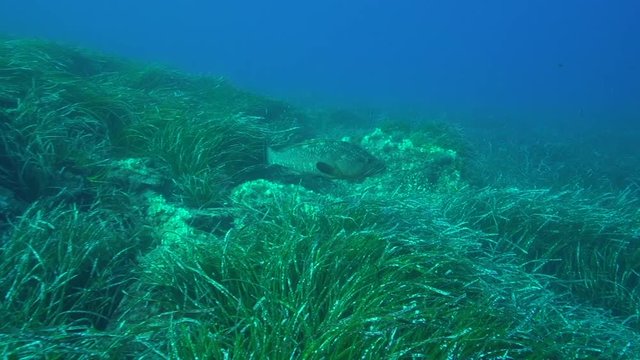 Unterwasserwelt 6