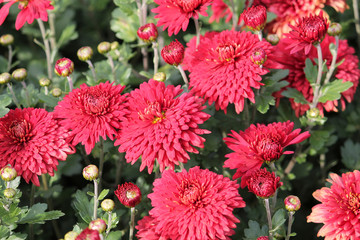 Hardy chrysanth (Chrysanthemum koreanum) or Hardy Mum. Cultivar with red double flowers