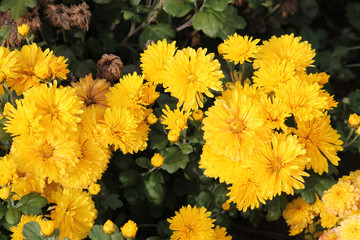 Hardy chrysanth (Chrysanthemum koreanum) or Hardy Mum. Cultivar with yellow flowers