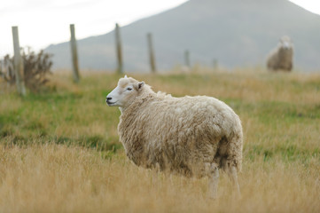 sheep farming 