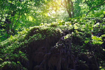 Fototapeta premium Green moss in the morning sunlight on the surface of a rock