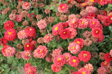 Hardy chrysanth (Chrysanthemum koreanum) or Hardy Mum. Cultivar with red double flowers