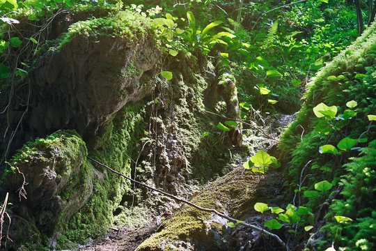 Amazing green moss and fern in the morning sunlight on the surface of a forest ravine