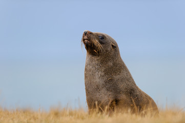 Seal lying in front of the sea