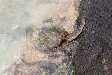 ocean sea turtle big island hawaii