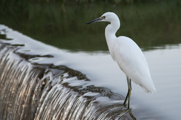 great blue heron in water