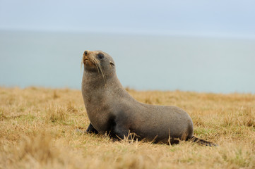 Naklejka premium Seal lying in front of the sea