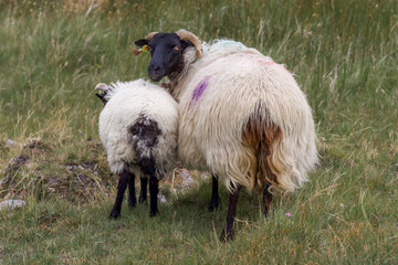 Closeup of Mother and Child - Mayo Mountain Sheep, Ireland