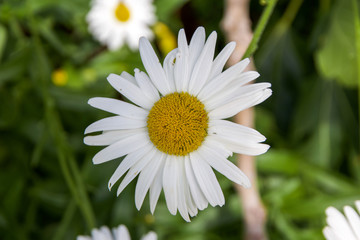 Close up of White Daisy Flower