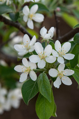 white flowers of apple tree