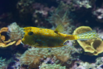 puffer fish in aquarium