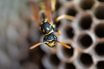 Wasp
