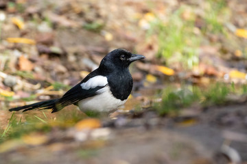 Magpie - Pica pica