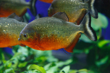 piranha fish