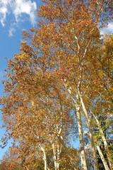 Platanen im Herbstkleid