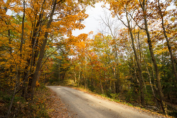 Fototapeta premium Country lane passes through autumn trees