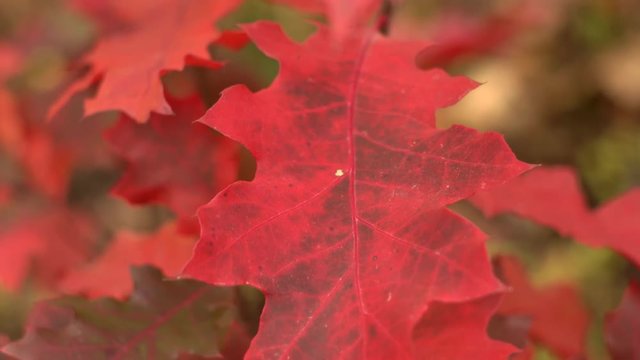 red oak leaves are close