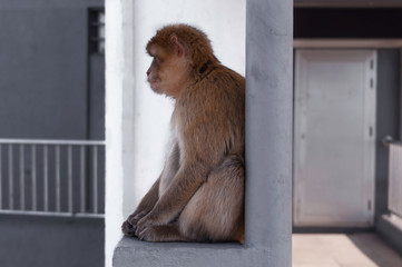 Monkey leaning against pillar and looking thoughtful and sad.