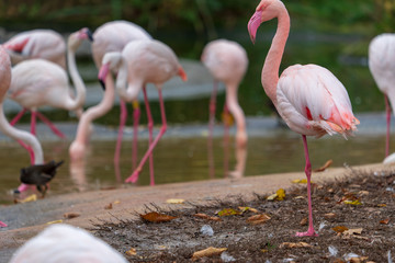 Flamingos