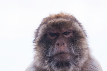 Concerned monkey looking down.