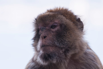 Troubled monkey looking aside.