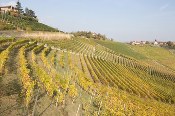 Fototapeta na wymiar Vineyards in sunny autumn