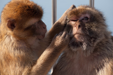 Monkey picking fleas from another monkey that gaze at something far