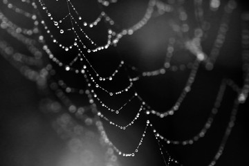 Spider web with dew drops macro. Selective focus, black and white image. selective focus