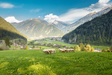 Naklejka premium Schafherde oberhalb von Mayrhofen im Zillertal