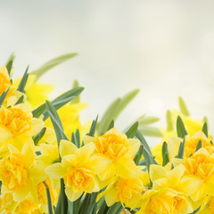 spring yellow narcissus in garden on gray bokeh background