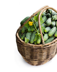 Big basket full of fresh cucumbers isolated on white