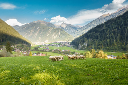Schafherde oberhalb von Mayrhofen im Zillertal