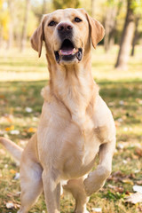 Labrador dog portrait