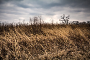 Fototapeta premium Winter Weeds