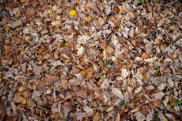autumn leaves on the ground