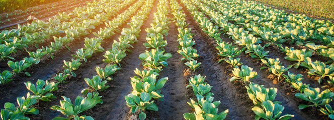 cabbage plantations grow in the field. vegetable rows. farming, agriculture. Landscape with agricultural land. crops. selective focus
