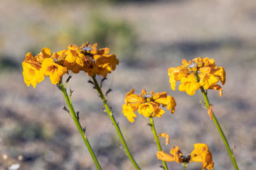 Flowers blooming at Atacama Desert during springtime, from time to time a flower bed appears over...