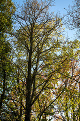 Fototapeta premium Sonne durchflutet den herbstlichen Baum 