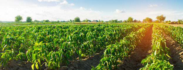 vegetable rows of pepper grow in the field. farming, agriculture. Landscape with agricultural land....