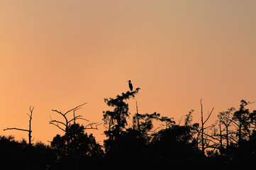 egret silhouette sunset
