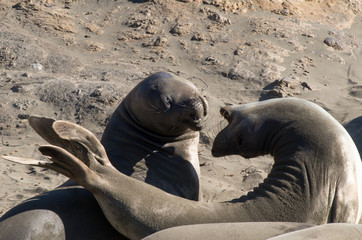 Seehunde am Strand